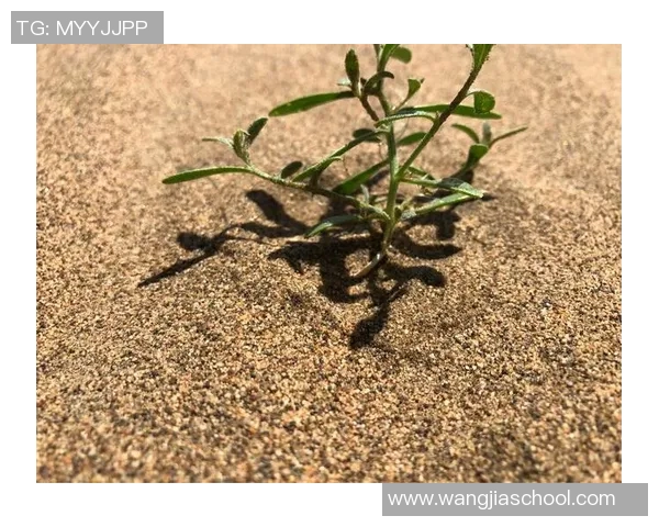 深度探讨周娜在DOTA2世界中的成长与挑战之旅